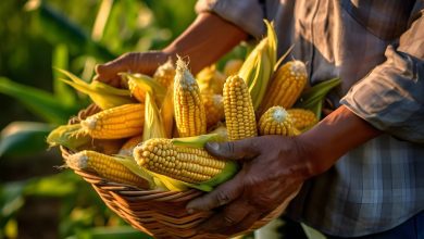 Desafios climáticos e estratégias na temporada agrícola de Mineiros