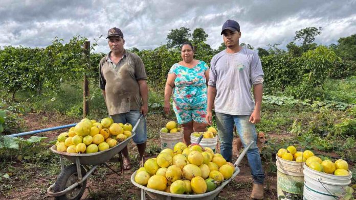 Secretaria de Agricultura, Pecuária e Abastecimento - Governo de Goiás